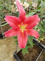 [4275 Bacardi Mak No02.JPG]